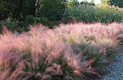 Pink Muhly Grass | Live Plants | Muhlenbergia Capillaris | Hairawn Muhly | Beautiful Blooming Low Maintenance Ornamental Foliage
