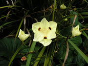 African Iris Yellow | Live Plants | Dietes Vegeta | Drought Tolerant Groundcover Grass