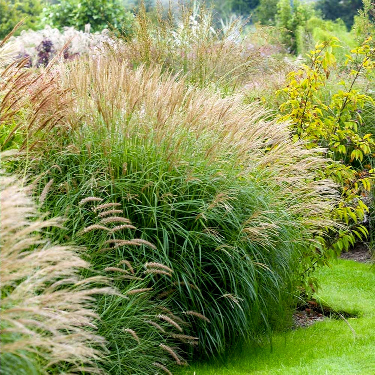 Adagio Maiden Grass | Live Quart Sized Plants | Miscanthus Sinensis | Fast Growing Cold Hardy Ornamental Plants