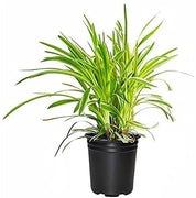 Variegated Liriope Muscari Silvery Sunproof | Large Quart Size Plants | Live Blooming Evergreen Groundcover