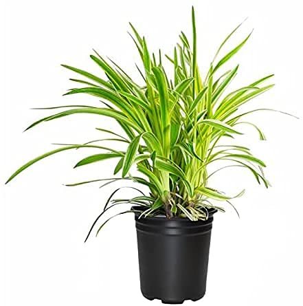 Variegated Liriope Muscari Silvery Sunproof | Large Quart Size Plants | Live Blooming Evergreen Groundcover