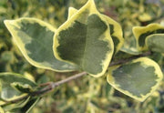 Ligustrum Japonicum Jack Frost Privet | Live Plants | Variegated Evergreen Hedge