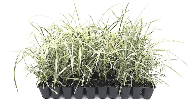 Aztec Grass | Live Plants | Variegated Liriope | Ophiopogon Intermedius Argenteomarginatus