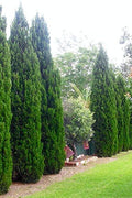 Spartan Juniper | Live Trees | Juniperus Chinensis