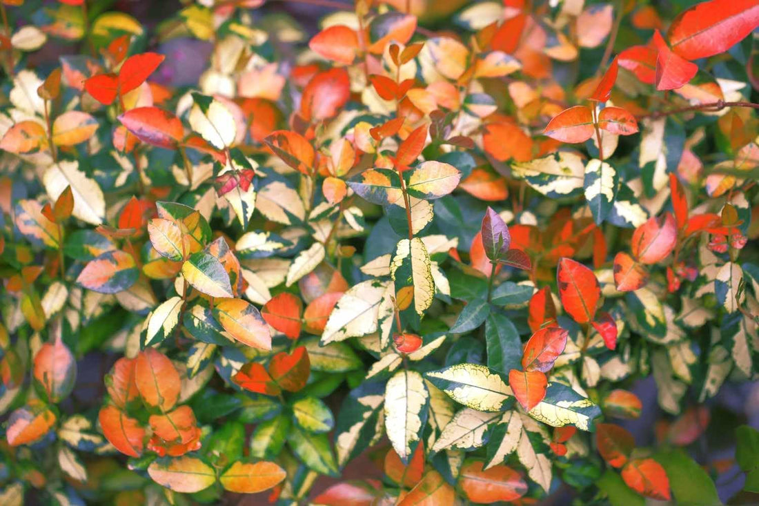 Summer Sunset Jasmine I Live 4 Inch Pots I Trachelospermum Asiaticum I Vibrant Orange|Red Blooms for Sunny Gardens, Easy|to|Grow, Drought|Resistant, Ideal for Patios and Landscaping