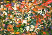 Summer Sunset Jasmine I Live 4 Inch Pots I Trachelospermum Asiaticum I Vibrant Orange|Red Blooms for Sunny Gardens, Easy|to|Grow, Drought|Resistant, Ideal for Patios and Landscaping