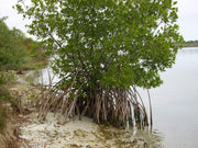 Red Mangrove Seedling | Rhizophora Mangle | Large Live Plants | Saltwater Aquarium Reef Filtration Aquatic Foliage | Shoreline Restoration & Protection