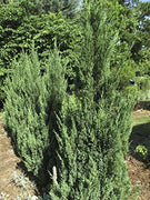 Blue Point Juniper | Live Trees | Juniperus Chinensis | Evergreen Screening Plant