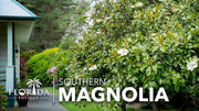Southern Magnolia Grandiflora | Live Trees | Beautiful Evergreen Specimen Plant Fragrant Blooms