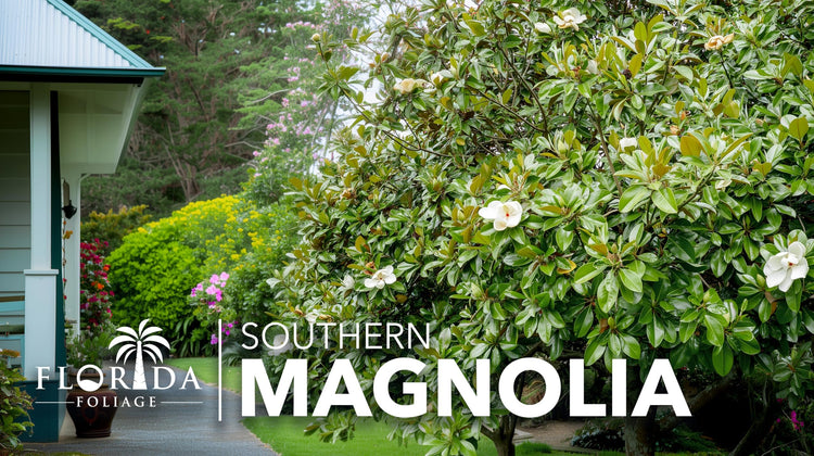 Southern Magnolia Grandiflora | Live Trees | Beautiful Evergreen Specimen Plant Fragrant Blooms