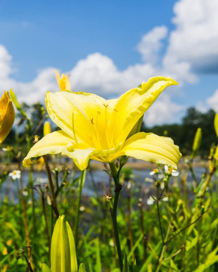 Florida Foliage Daylily Yangtze | Live 4 Inch Pots | Hemerocallis Plants | Beautiful Low Maintenance Blooming Groundcover
