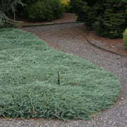 Blue Rug Juniper | Live Gallon Size Plant | Juniperus Horizontalis 'Wiltonii' | Drought Tolerant Cold Hardy Evergreen Groundcover