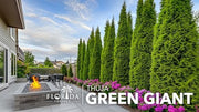 Thuja Green Giant | 1 Live Quart Size Plant | Thuja standishii x plicata | Fast Growing Privacy Plants | Evergreen Screening Tree