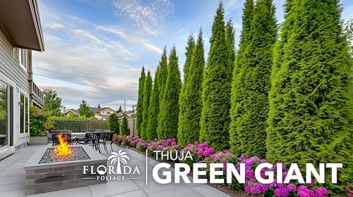 Thuja Green Giant | 1 Live Quart Size Plant | Thuja standishii x plicata | Fast Growing Privacy Plants | Evergreen Screening Tree