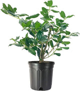 Ilex Nellie R. Stevens Holly | Large Gallon Size Tree | Low Maintenance Live Evergreen Privacy Shrub Red Berries