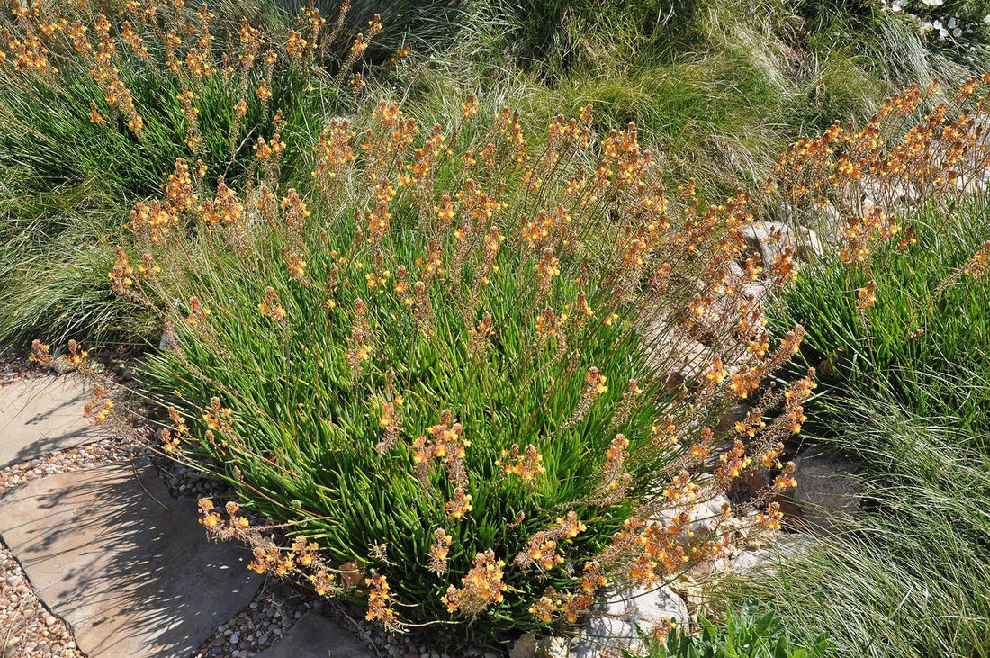 Bulbine Hallmark Orange | Live Gallon Size Plants | Vibrant Orange Blossom Succulent, Live Plant, Easy|Care Perennial for Sunny Gardens, Drought|Tolerant Ground Cover