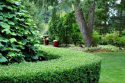 Dwarf Yaupon Holly | Live Gallon Size Plant | Ilex Schilling Stokes Vomitoria | Evergreen Drought Tolerant Low Maintenance Hedge Shrub