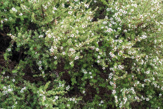 New Zealand Tea Plant | Extra Large Gallon Plants | Leptospermum scoparium | Evergreen Shrub | Low Maintenance