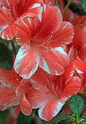 Azalea Dogwood | Live Plants | Pink and Red Flowering Rhododendron