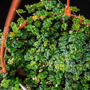Ficus Pumila Quercifolia | Live Plants | Oak Leaf Creeping Fig, Easy|Care Indoor/Outdoor Trailing Vine Plant, Perfect for Walls and Ground Cover