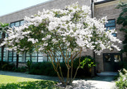 Crape Myrtle Natchez | Extra Large 3 Gallon Plants | Lagerstroemia Indica | Beautiful Low Maintenance White Blooming Flowering Tree