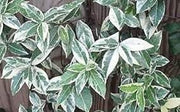 Variegated Confederate Jasmine | Extra Large 3 Gallon Plants | Trachelospermum jasminoides Variegata | Eye|Catching Climber | Perfect for Garden Walls and Trellises