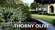 Elaeagnus Pungens I Live Plants I Thorny Olive I Hardy Evergreen Shrub with Fragrant Blooms, Perfect for Hedges, Screening & Ornamental Garden Display