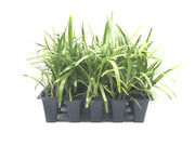 Agapanthus Africanus 'Lily of The Nile' | Live Plants | 2" Pot Size | Blooming Groundcover