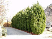 Spartan Juniper | Live Trees | Juniperus Chinensis