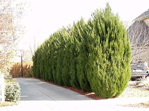 Spartan Juniper | Live Trees | Juniperus Chinensis