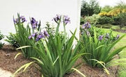 Walking Iris Apostle Plant | Extra Large 3 Gallon Plant | Neomarica gracilis | Tropical Foliage | Easy Care Perennial