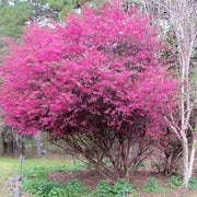 Loropetalum Zhuzhou I Live Plants I Chinese Fringe Flower I Striking Deep Purple Foliage with Vivid Pink Blooms, Ideal for Hedges, Borders, and Ornamental Gardens