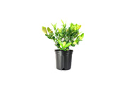 Ixora Maui Red I Large Gallon Size Plant I Rubiaceae Ixora Coccinea | Live Lush Red Cluster Blooms, Heat and Drought Tolerant, Ideal for Tropical and Subtropical Gardens