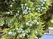 Blue Cone Arborvitae | Extra Large 3 Gallon Plant | Elegant & Hardy Evergreen Shrub, Striking Blue Foliage, Ideal for Privacy Screens, Hedges, and Landscape Accents