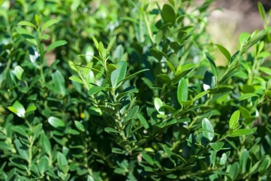 Hoogendoorn Holly Shrub I Large Gallon Size Plant I Ilex Crenata | Lustrous Evergreen for Hedging, Privacy Screens, and Decorative Accents