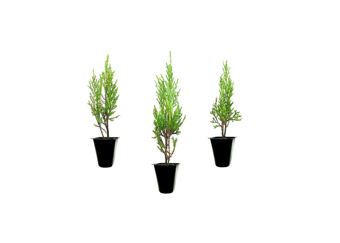 Medora Juniper | Live Plants | Perfect for Year|Round Landscaping, Privacy Screening, and Low Water Environments, Drought|Tolerant