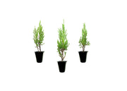 Medora Juniper | Live Plants | Perfect for Year|Round Landscaping, Privacy Screening, and Low Water Environments, Drought|Tolerant