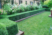Japanese Boxwood | Live Plants | 2" Pot Size | Buxus Microphylla | Fast Growing Cold Hardy Formal Evergreen Shrub