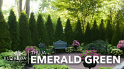 Arborvitae Emerald Green | Live Gallon Size Trees | Thuja Occidentalis Smaragd | Evergreen Privacy Screening Hedge Plants