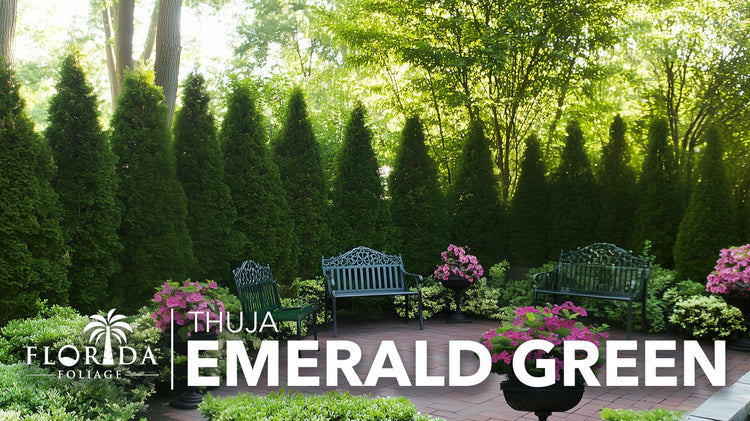 Arborvitae Emerald Green | Live Gallon Size Trees | Thuja Occidentalis Smaragd | Evergreen Privacy Screening Hedge Plants