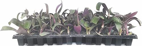 Purple Heart | Live Plants | Setcreasea Pallida Tradescantia | Blooming Wandering Vine Drought Tolerant Perennial Groundcover