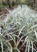Aztec Grass | Live Plants | Variegated Liriope | Ophiopogon Intermedius Argenteomarginatus