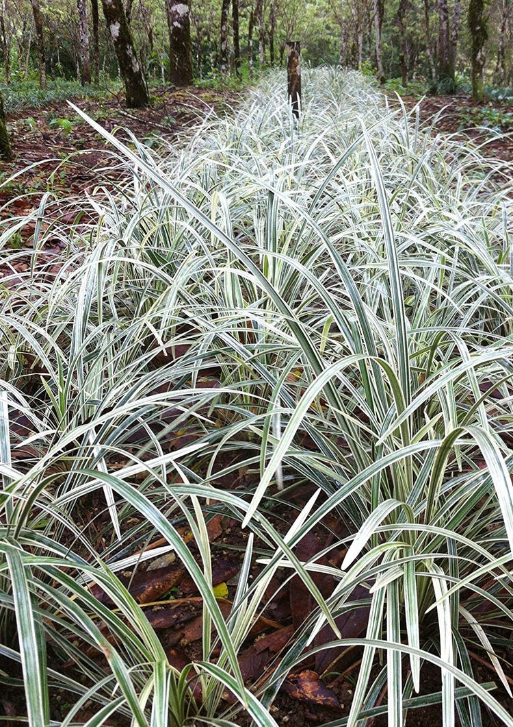 Aztec Grass | Live Plants | Variegated Liriope | Ophiopogon Intermedius Argenteomarginatus