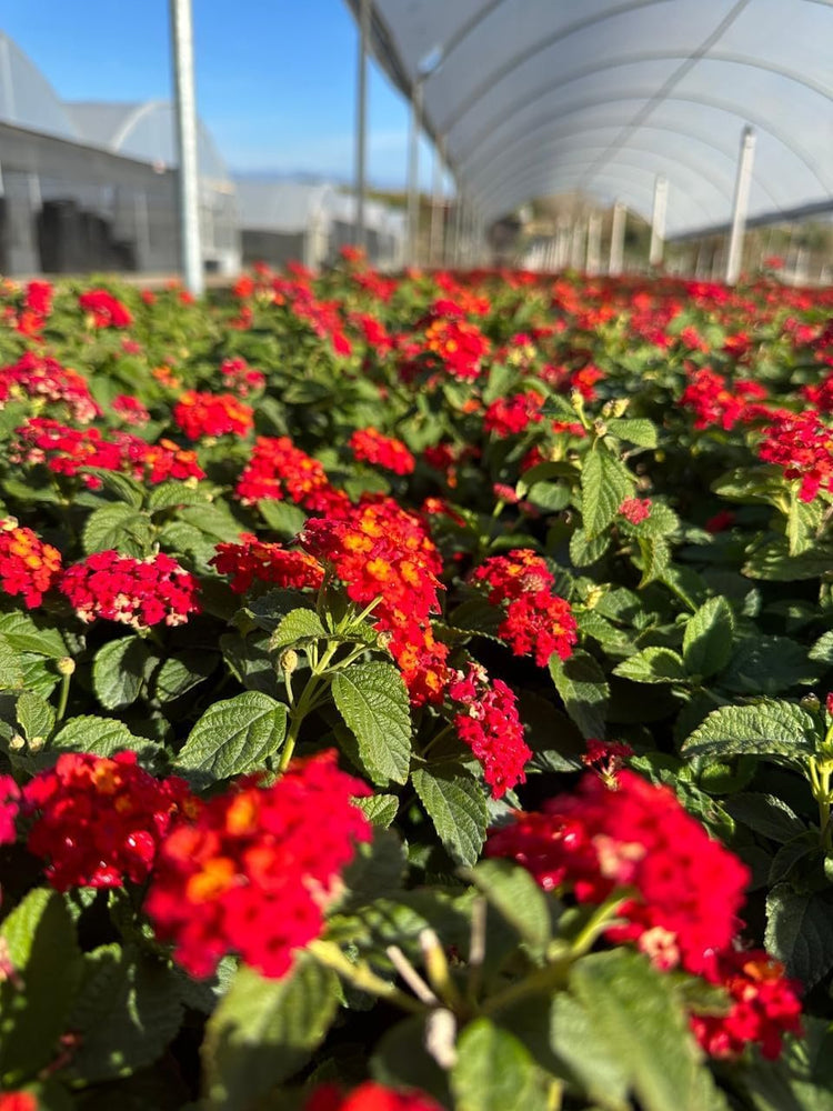 Lantana Dallas Red | Live Plants | Lantana Camara | Flowering Perennial | Garden Colorful Bloom | Hardy Outdoor Decor | Vibrant Red Flowers