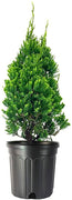 Robusta Green Juniper | Live Gallon Size Tree | Juniperus Chinensis | Drought Tolerant Cold Hardy Evergreen Screening Plant