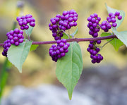 American Beautyberry | Live Plants | Callicarpa Americana | Bird Attracting Beautiful Berries and Foliage