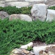 Blue Pacific Juniper | Extra Large 3 Gallon Plants | Live Fast|Growing Ground Cover Shrub, Drought|Tolerant, Low|Maintenance Landscaping Plant