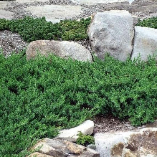 Blue Pacific Juniper | Extra Large 3 Gallon Plants | Live Fast|Growing Ground Cover Shrub, Drought|Tolerant, Low|Maintenance Landscaping Plant