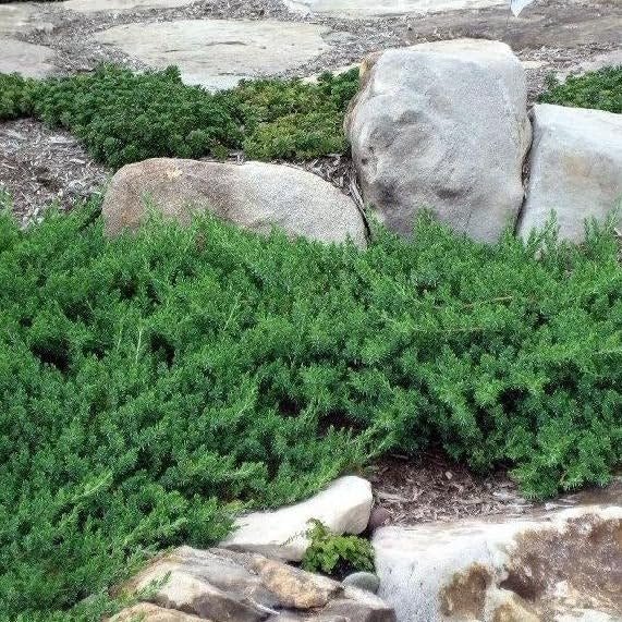 Blue Pacific Juniper | Extra Large 3 Gallon Plants | Live Fast|Growing Ground Cover Shrub, Drought|Tolerant, Low|Maintenance Landscaping Plant