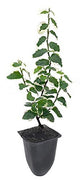 Variegated Creeping Fig Vine | Ficus Pumila Variegata | Live Fully Rooted 2 Inch Plants | Climbing Ivy